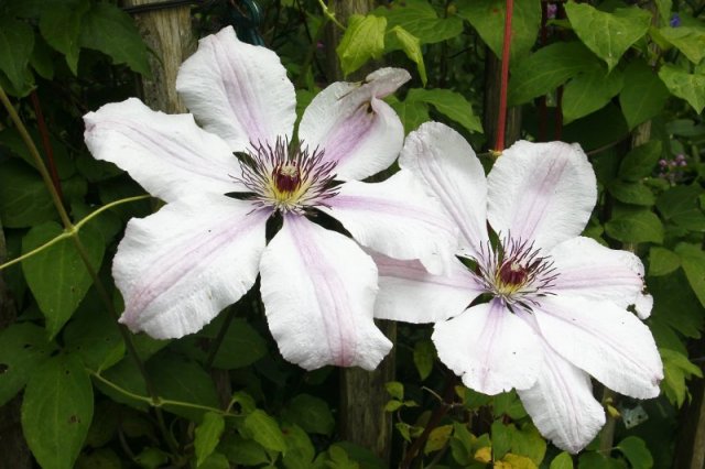 Sietse-de-Boer-Tuin-Bokkehuske-Jubbega-_MGL0716